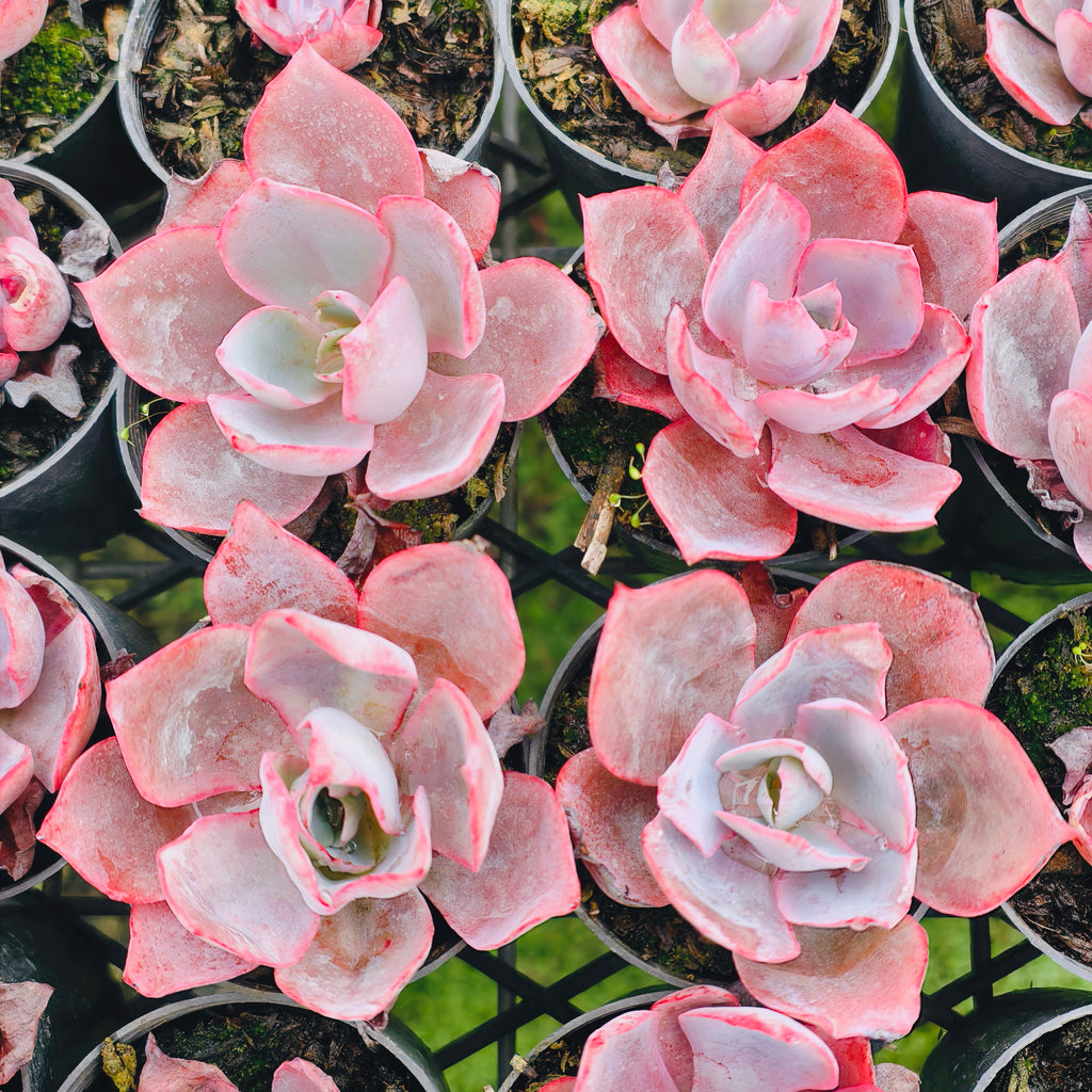 [PACK of 10 PLANTS] x Echeveria 'Afterglow'