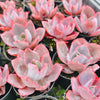 Echeveria 'Afterglow'