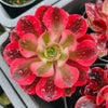 Aeonium 'Pink Witch'