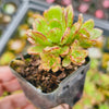 [PACK of 10 PLANTS] x Aeonium 'Bronze Medal'