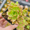 [PACK of 10 PLANTS] x Aeonium 'Bronze Medal'