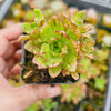 [PACK of 10 PLANTS] x Aeonium 'Bronze Medal'