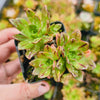 [PACK of 10 PLANTS] x Aeonium 'Bronze Medal'