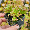 [PACK of 10 PLANTS] x Aeonium 'Bronze Medal'