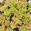 [PACK of 10 PLANTS] x Aeonium 'Bronze Medal'