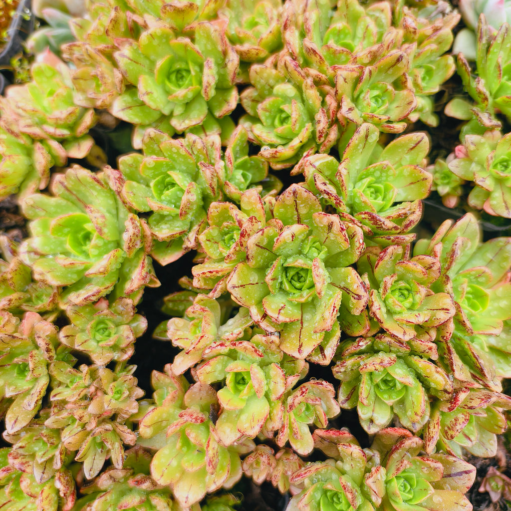 [PACK of 10 PLANTS] x Aeonium 'Bronze Medal'