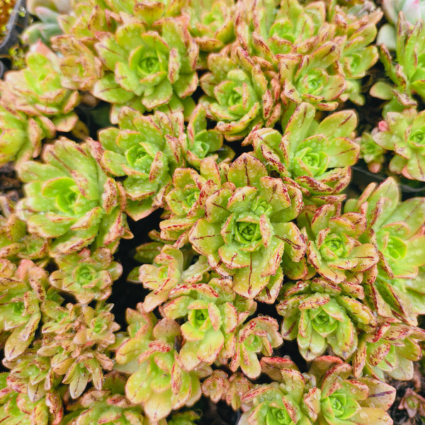 [PACK of 10 PLANTS] x Aeonium 'Bronze Medal'