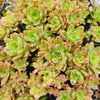 [PACK of 10 PLANTS] x Aeonium 'Bronze Medal'