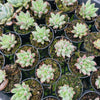 [PACK of 10 PLANTS] x Echeveria Yeonji  (KRF)