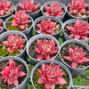 [PACK of 10 PLANTS] x Echeveria 'Red Soul'