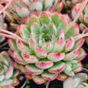 Echeveria Mexican’s Choice