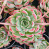 [PACK of 10 PLANTS] x Echeveria Mexican’s Choice