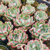 [PACK of 10 PLANTS] x Echeveria Mexican’s Choice