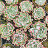 [PACK of 10 PLANTS] x Echeveria Mexican’s Choice