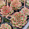 [PACK of 10 PLANTS] x Echeveria 'Red Pin'