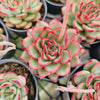 [PACK of 10 PLANTS] x Echeveria 'Red Pin'