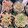 [PACK of 10 PLANTS] x Echeveria 'Red Pin'