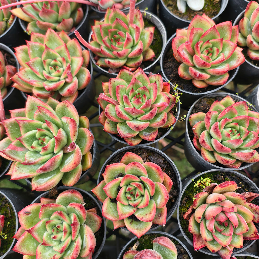 Echeveria agavoides 'Amour Rose'