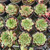 [PACK of 10 PLANTS] x  Echeveria 'Yamato Spring' (Ech. Yamato Haru)