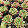 [PACK of 10 PLANTS] x  Echeveria 'Yamato Spring' (Ech. Yamato Haru)
