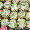 [PACK of 10 PLANTS] x Echeveria Hook Fairy