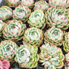 [PACK of 10 PLANTS] x Echeveria Hook Fairy