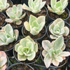 [PACK of 10 PLANTS] x Echeveria Jippon Moon River