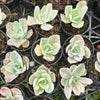 [PACK of 10 PLANTS] x Echeveria Jippon Moon River