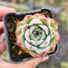[PACK of 10 PLANTS] x Echeveria Hook Fairy
