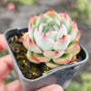 [PACK of 10 PLANTS] x Echeveria Hook Fairy