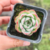 [PACK of 10 PLANTS] x Echeveria Hook Fairy