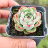 [PACK of 10 PLANTS] x Echeveria Hook Fairy