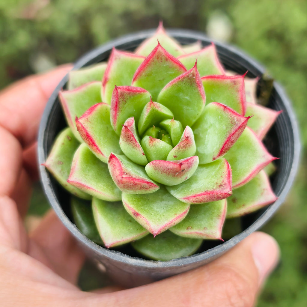 [PACK of 10 PLANTS] x Echeveria 'Dream Queen'(KRF)(w/pup)