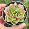 [PACK of 10 PLANTS] x Echeveria 'Dream Queen'(KRF)(w/pup)