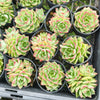[PACK of 10 PLANTS] x Echeveria 'Dream Queen'(KRF)(w/pup)