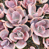 [PACK of 10 PLANTS] x  xPachyveria 'Violescens' (aka. Pachyveria Myrtilla)