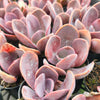 [PACK of 10 PLANTS] x  xPachyveria 'Violescens' (aka. Pachyveria Myrtilla)