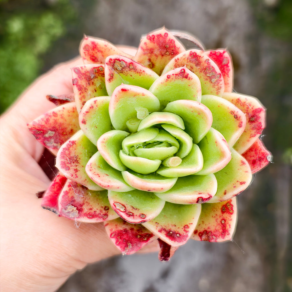 ice rose succulent Echeveria Ice Rose – LET LOVE GROW (Succulent & Cactus)