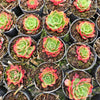[PACK of 10 PLANTS] x Echeveria 'Yin Lisa'