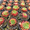 [PACK of 10 PLANTS] x Echeveria 'Yin Lisa'