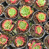 [PACK of 10 PLANTS] x Echeveria 'Yin Lisa'