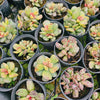 Adromischus cooperi