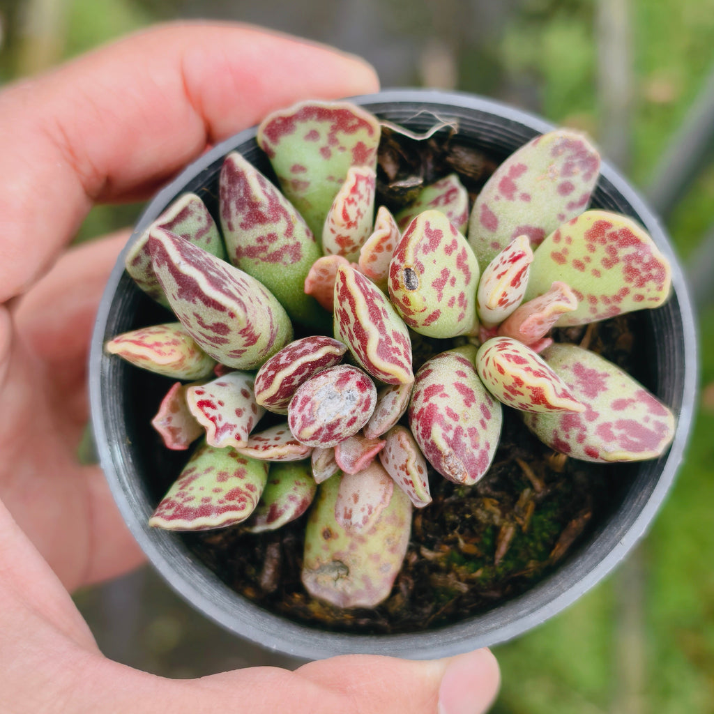 [PACK of 10 PLANTS] x Adromischus cooperi