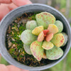 Adromischus cooperi