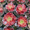 Aeonium 'Superbang'
