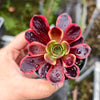 Aeonium 'Superbang'