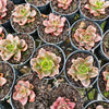 [PACK of 10 PLANTS] x Echeveria 'Melaco'