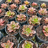 Echeveria 'Melaco'