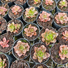 [PACK of 10 PLANTS] x Echeveria 'Melaco'