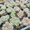 Sedum dasyphyllum